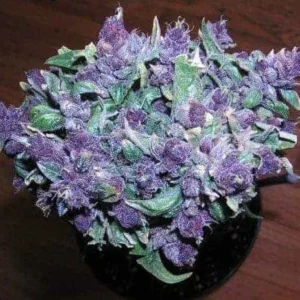 Weed For Sale In Oman
