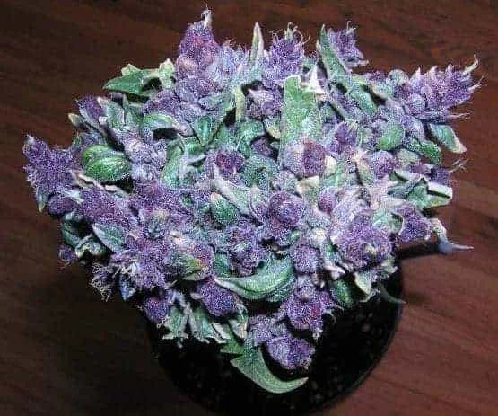 Weed For Sale In Oman