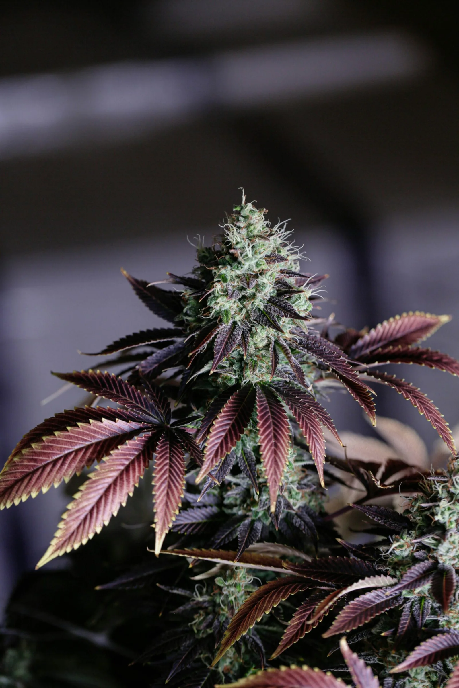 Weed For Sale In Oman